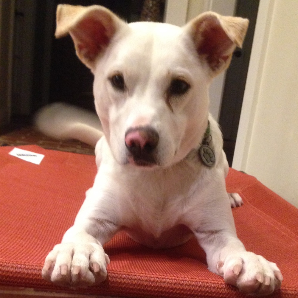 Meet your Posher, Paul